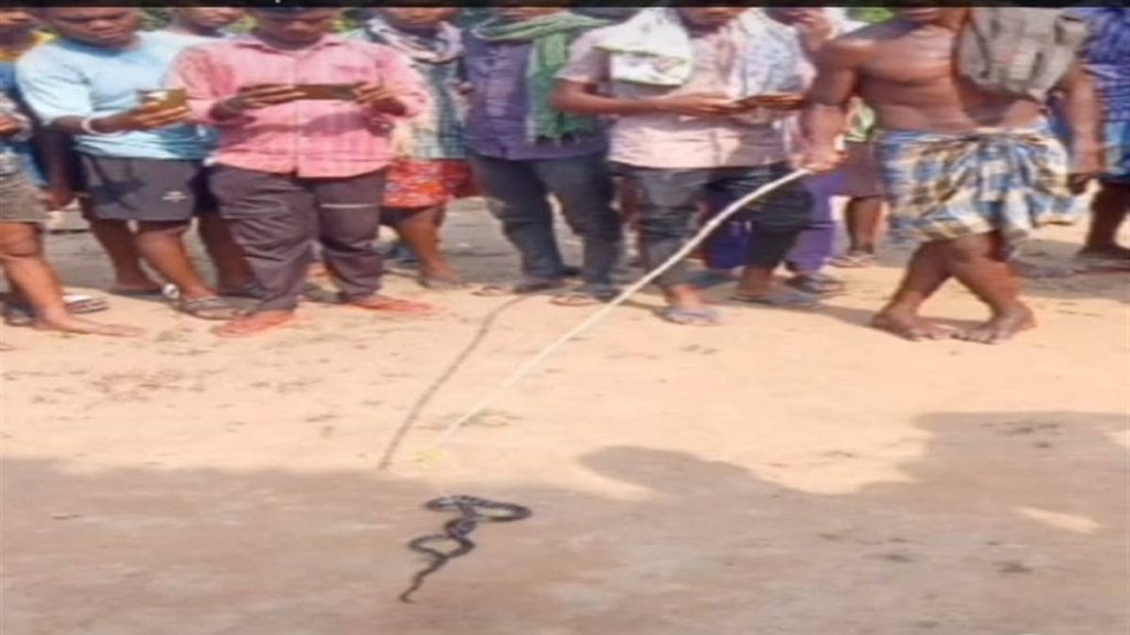 Snake Bite: Young man dies due to snake bite, villagers also burnt a live snake in the pyre