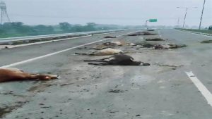 A speeding Hiva trampled 18 cattle, they died on the spot