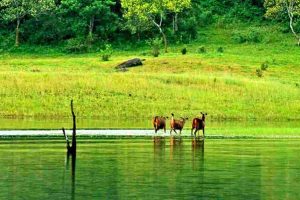 Most Beautiful Hill Stations near Munnar