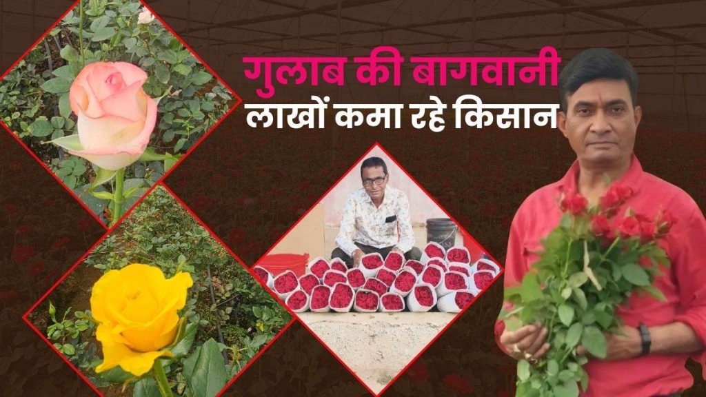 Rose Cultivation: गुलाब बेचकर किसान ने एक साल में कमाए 24 लाख रुपये, हर साल बढ़ रही आमदनी