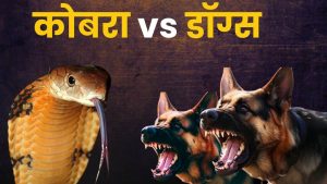 Dog-Snake Fight: घर में घुस रहे कोबरा से भिड़ गए पालतू कु्त्ते, सांप और एक डॉगी की मौत