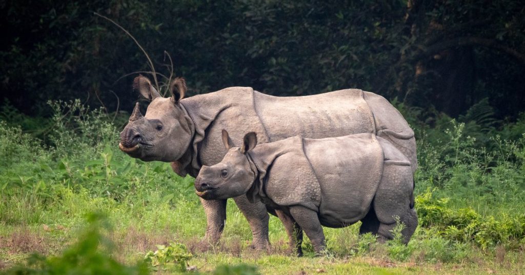 असम का ओरंग राष्ट्रीय उद्यान इतना खास क्यों है?